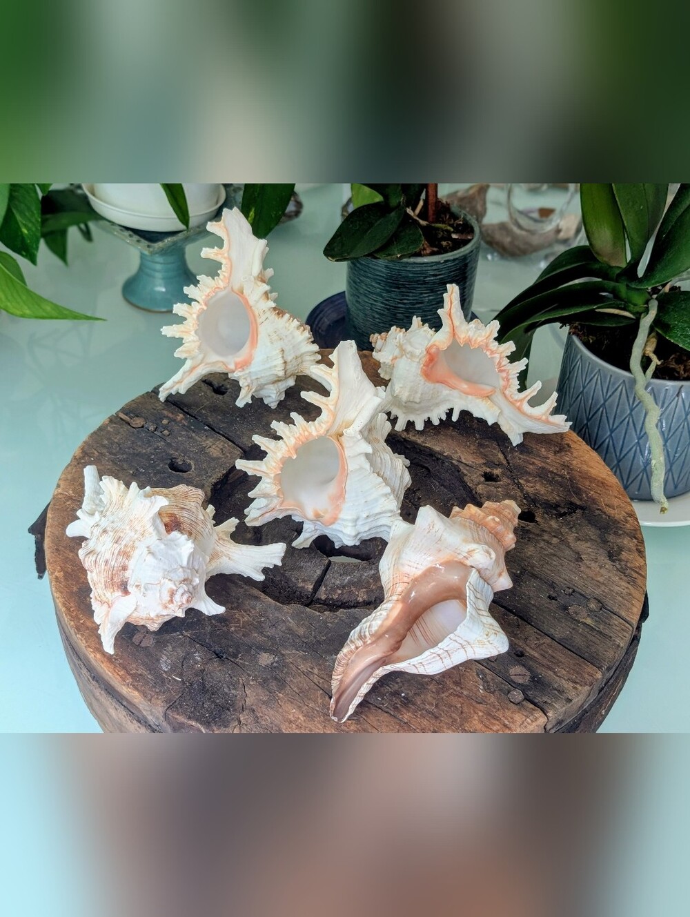 Large Coastal Shell Collection | 4 Murex | 1 Fox Conch